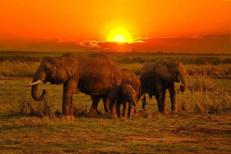 5 days safari to Tsavo East, West & Amboseli from Mombasa - A Detailed Look at the 5-Day Kenyan Safari