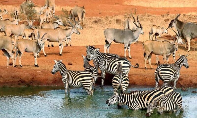 5 days safari to Tsavo East, West & Amboseli from Mombasa - Why This Tour Offers Great Value