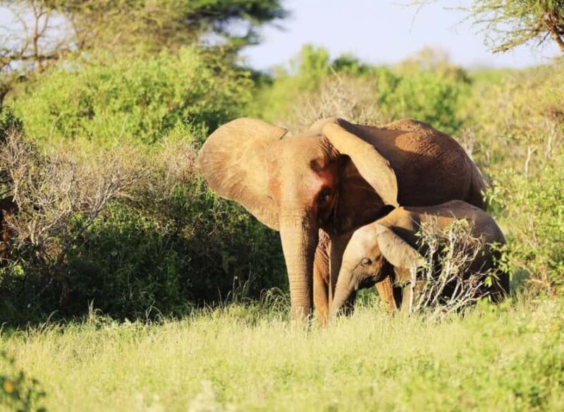 5 days Safari to Tsavo East/West and Amboseli from Mombasa - Key Points