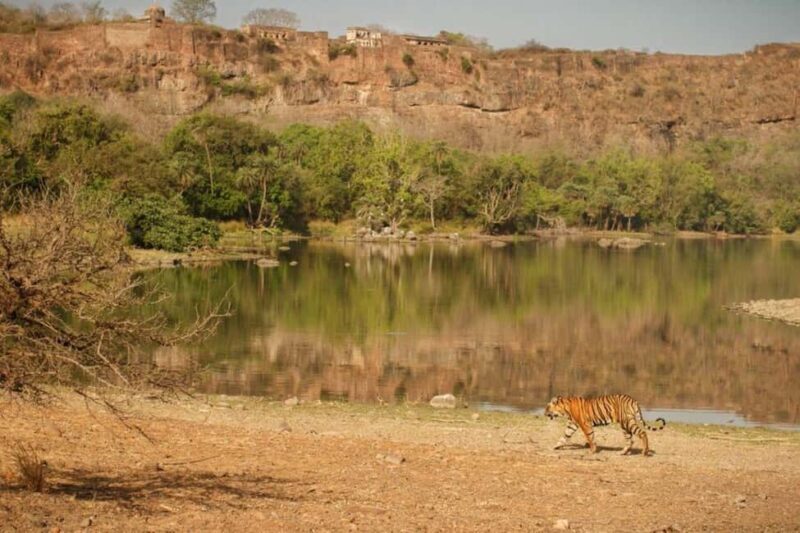 5 days Safari to Tsavo East/West and Amboseli from Mombasa - FAQ