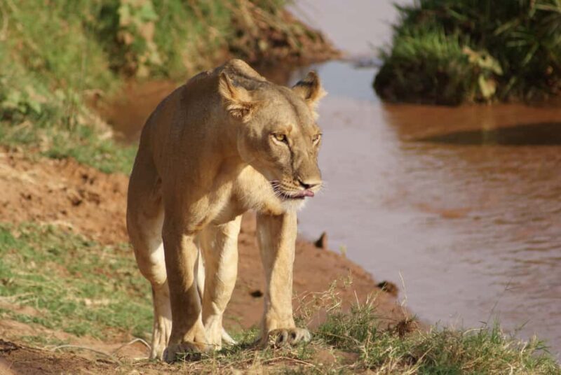 5 Days Samburu, Ol-Pejeta and Aberdares Wildlife Safari - Exploring the Itinerary: What to Expect Day-by-Day