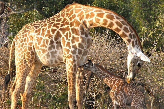5-Days Selous Game Reserve and Mikumi National Park Tour - Introduction