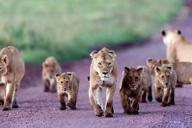 5 Days Serengeti Camping Safari - Potential Drawbacks