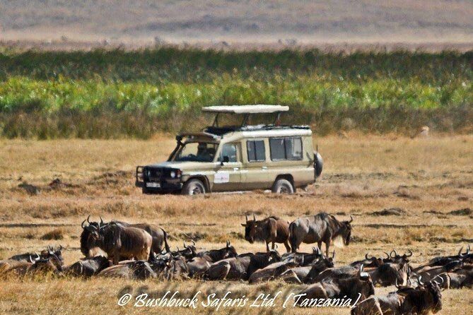 5 Days Serengeti Camping Safari - FAQ