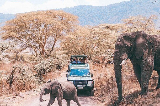 5 days serengeti, ngorongoro, tarangire & manyara lodge tour - What We Loved About This Tour