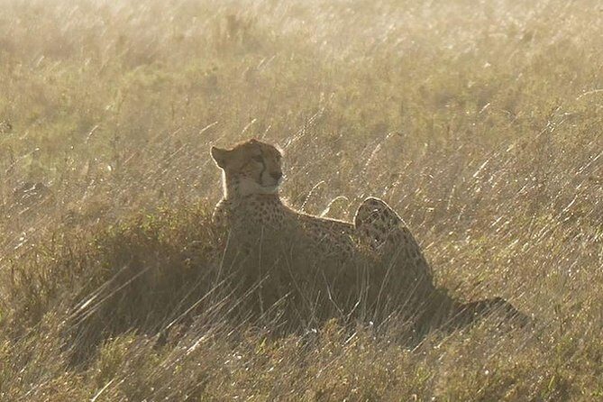 5 days Serengeti safari|Experience the great wildebeest migration - Introduction: What to Expect from the 5-Day Serengeti Safari