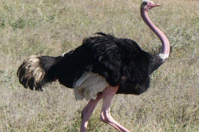 5 days Serengeti safari|Experience the great wildebeest migration - What’s Included and What’s Not
