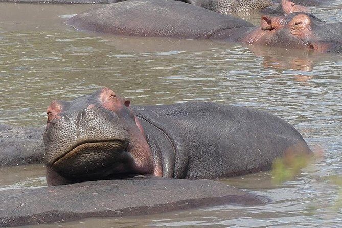 5 days Serengeti safari|Experience the great wildebeest migration - The Transport and Group Size