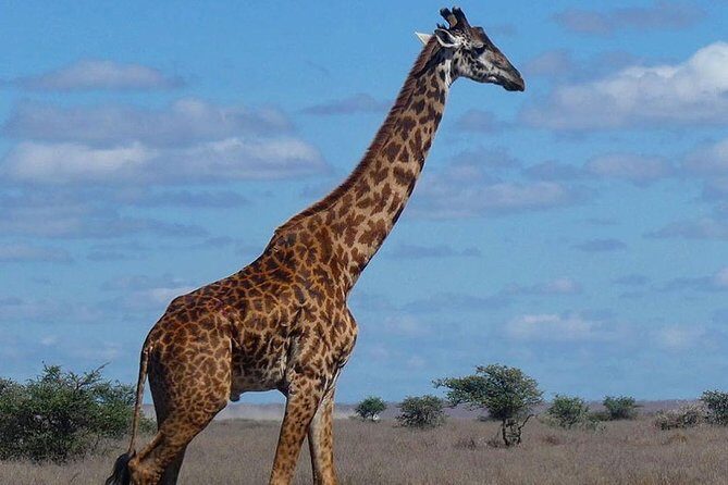 5 days Serengeti safari|Experience the great wildebeest migration - Who Should Consider This Safari?