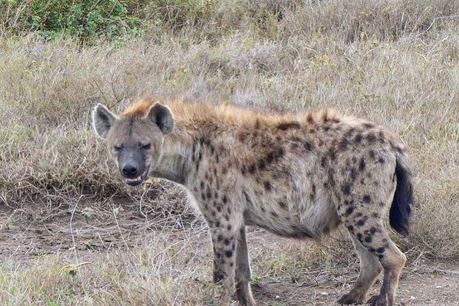 5 days Serengeti safari|Experience the great wildebeest migration - Final Thoughts: Is It Worth It?
