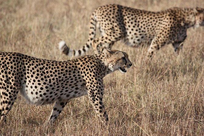 5 days Serengeti Wildebeest Migration Safari - 5 Days Serengeti Wildebeest Migration Safari Review