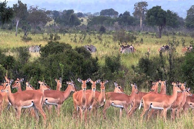 5 days Serengeti Wildebeest Migration Safari - Key Points