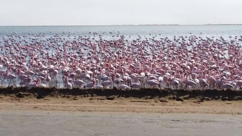 5 Days Sossusvlei and Swakopmund Tour - Shared Shuttle - Sandwich Harbour and the Skeleton Coast: Coastal Adventures