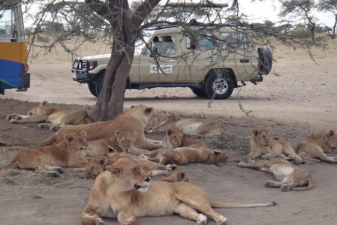 5 Days Special Safari to see migration - Key Points