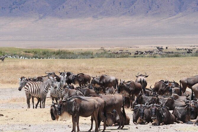 5 Days Special Safari to see migration - Who Should Consider This Safari?  