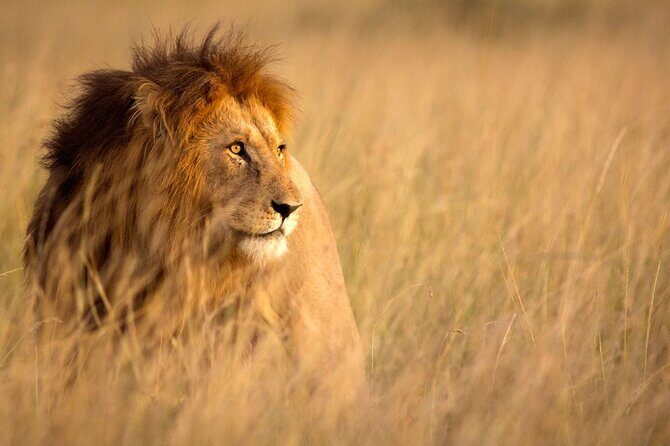 5 Days Special Safari to see migration - FAQ