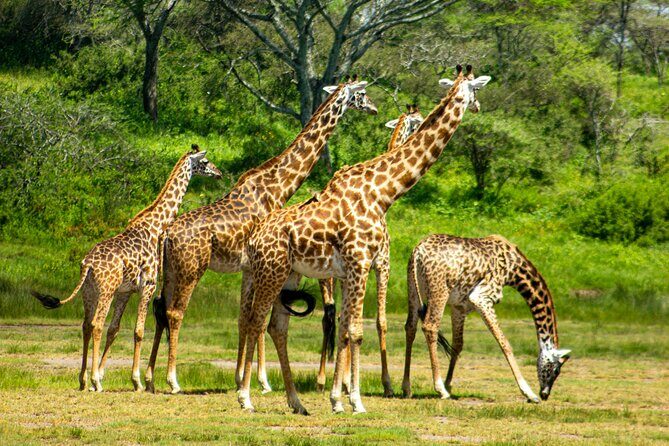 5 Days Tanzania Adventures Safaris - Who’s This Tour Best For?