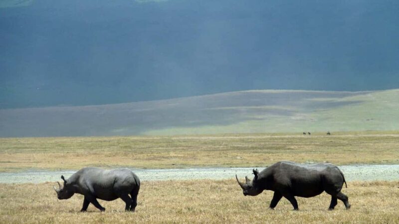 5 Days Tanzania Big 5 Safari Experience - Practical Tips & Considerations