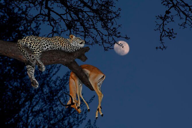 5 Days Tanzania Budget Camping Safari from Arusha - Key Points