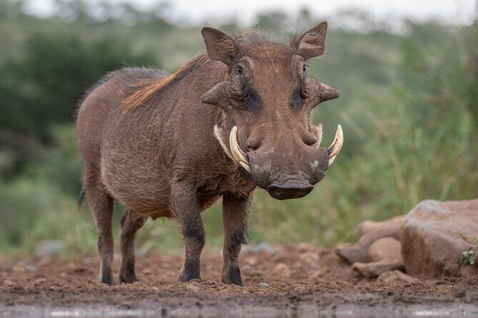 5 Days Tanzania Budget Camping Safari from Arusha - Who Is This Tour Best For?