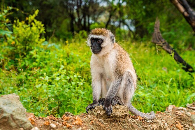 5 Days Tanzania Budget Camping Safari from Arusha - Final Thoughts