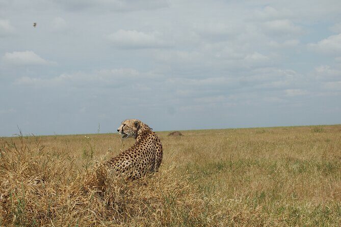 5 days Tanzania Camping Safari - Who Is This Safari Best For?