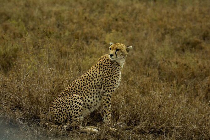 5 Days Tanzania Group Joining Safari, Tarangire/Serengeti/Ngorongoro Crater - Who Is This Safari Best Suited For?