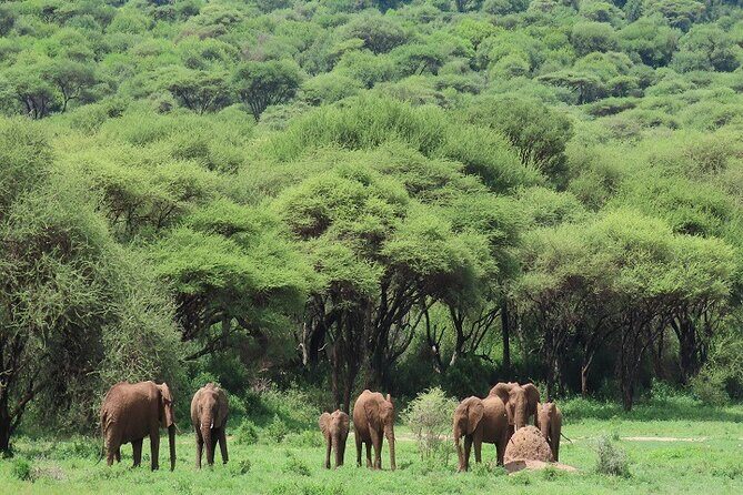 5-Days Tanzania Joining Group Safari : Best Price 2025/2026 - The Sum Up