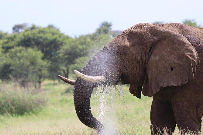 5 Days Tanzania Joining Safari with Pick Up Included Shared Tour - Transportation, Guides, and Comfort