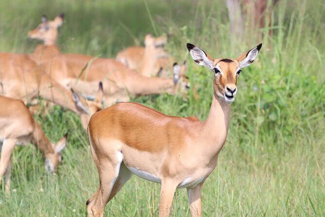 5 Days Tanzania Joining Safari with Pick Up Included Shared Tour - Final Thoughts