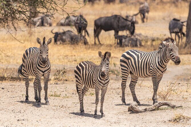 5 Days Tanzania Private Safari Tour - Key Points