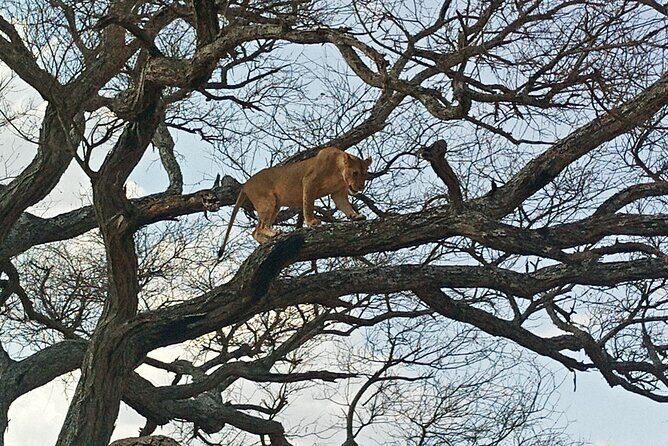 5 Days Tanzania Private Safari Tour - What Travelers Are Loving