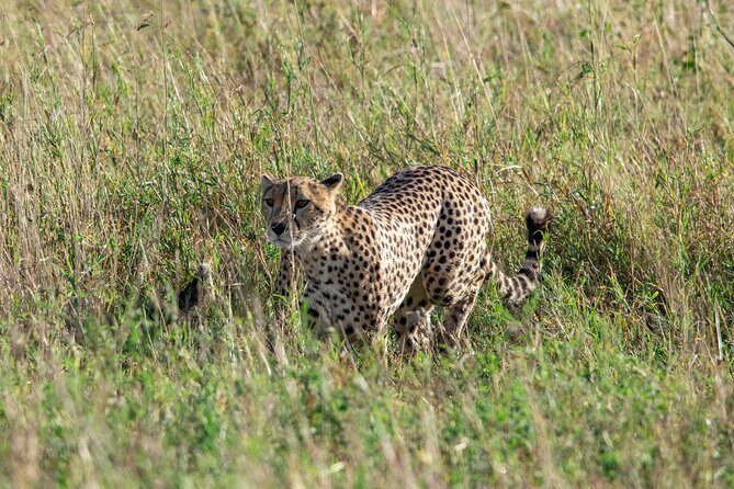5 Days Tanzania Private Safari Tour - Conclusions: Is This Tour Right for You?