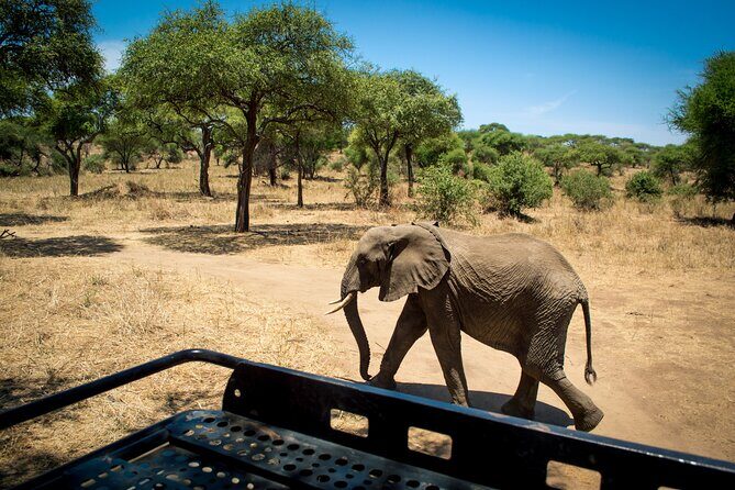 5 Days Tanzania Safari Great Wildebeest Migration - Key takeaways: