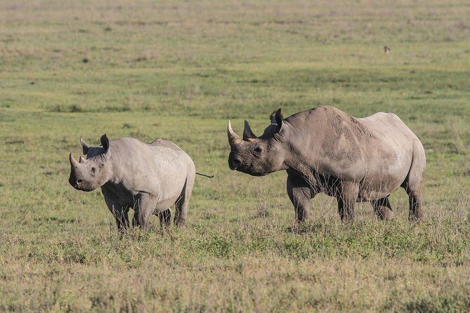 5 Days Tanzania Safari- Tarangire Np, Serengeti Np and Ngorongoro Crater - Who Should Consider This Safari?