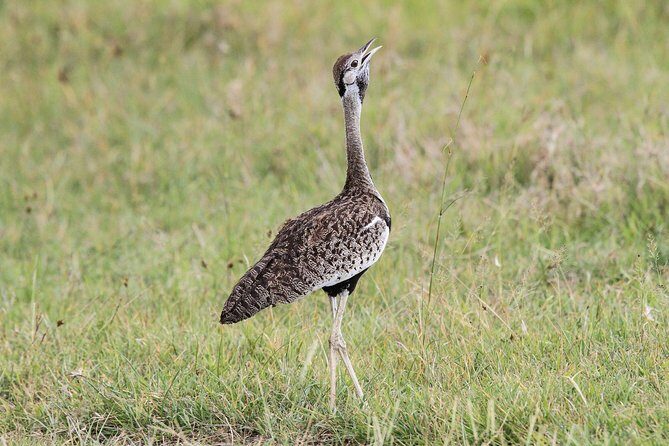 5 Days Tanzania Safari- Tarangire Np, Serengeti Np and Ngorongoro Crater - FAQs About the 5 Days Tanzania Safari