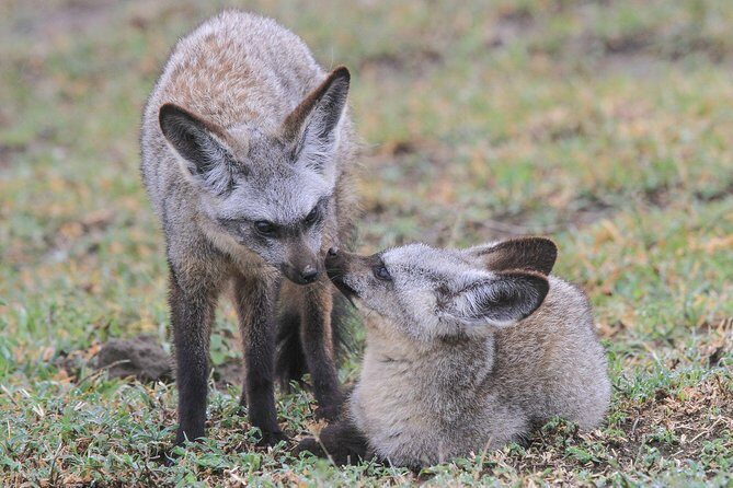 5 Days Tanzania Safari- Tarangire Np, Serengeti Np and Ngorongoro Crater - Final Thoughts
