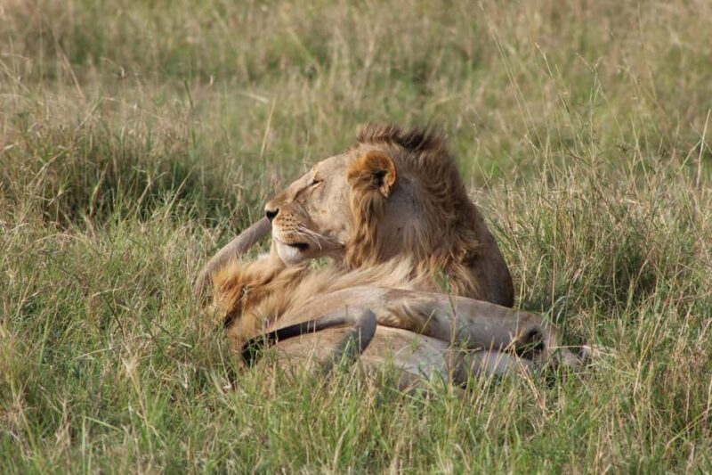 5 Days Tanzania Safari | Tarangire, Serengeti, Ngorongoro - Day 2: Journey to Serengeti and Initial Game Drives