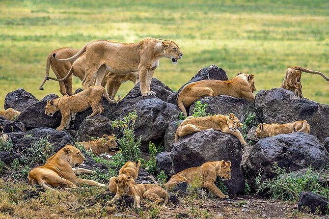 5 Days Tanzania Safari with Serengeti - Authenticity and Value