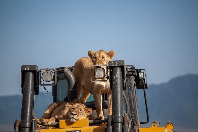 5 Days Tanzania Safaris Tarangire, Ngorongoro, and Serengeti. - Final Thoughts