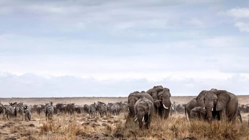 5 Days Tanzania wildebeest migration Mid-Range Accommodation - Key Points
