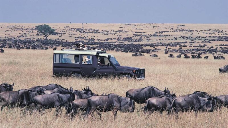 5 Days Tanzania wildebeest migration Mid-Range Accommodation - What Makes This Tour Stand Out