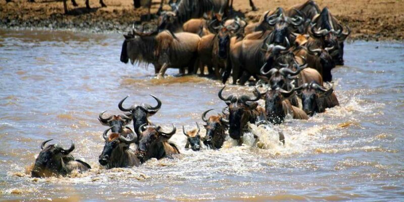 5 Days Tanzania wildebeest migration Mid-Range Accommodation - The Sum Up