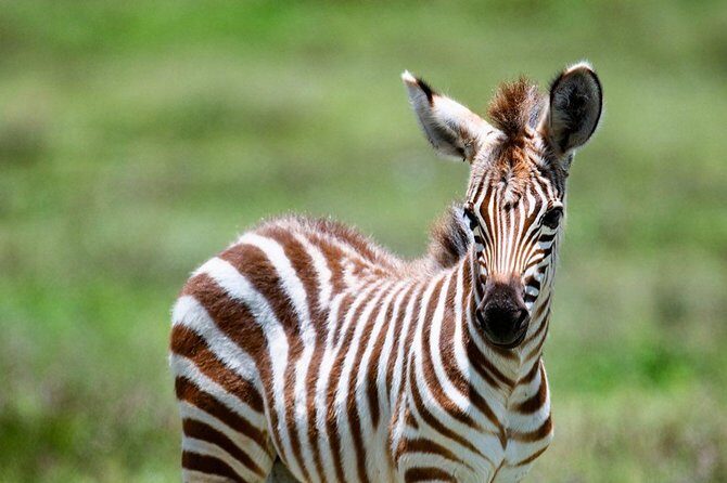 5 days Tanzania wilderness Camping tour. - Final Thoughts: Who Will Love This Tour?