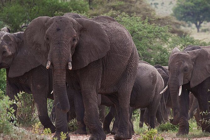 5 Days Tanzania's Wildlife Joint Safari. - FAQ