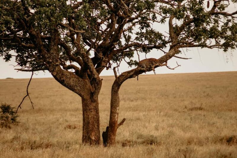 5 Days Tarangire, Ngorongoro & Serengeti National Park - Key Points