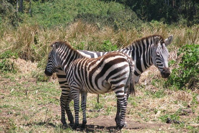 5 days Tarangire Serengeti and Ngorongoro Crater Tanzania - FAQ