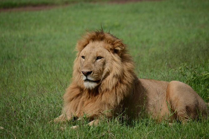 5 Days Tarangire ,Serengeti.Ngorongoro and Lake manyara - Key Points
