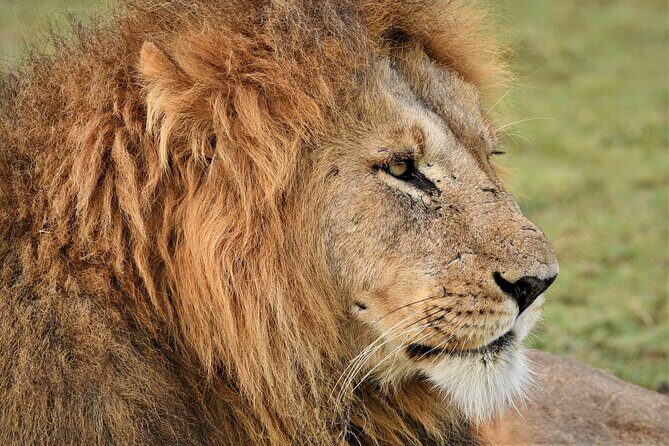 5-days Tarangire-Serengeti-Ngorongoro Safari - Who Would Love This Safari?