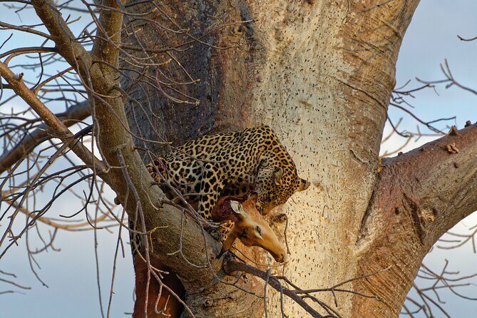 5-days Tarangire-Serengeti-Ngorongoro Safari - FAQs